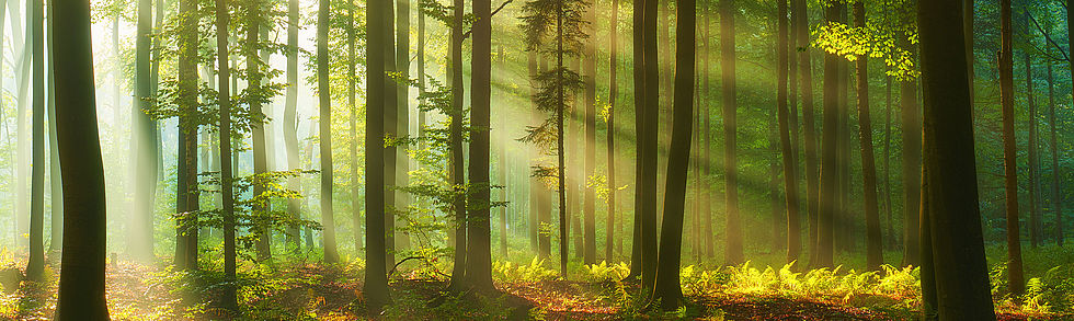 Wald (AdobeStock)